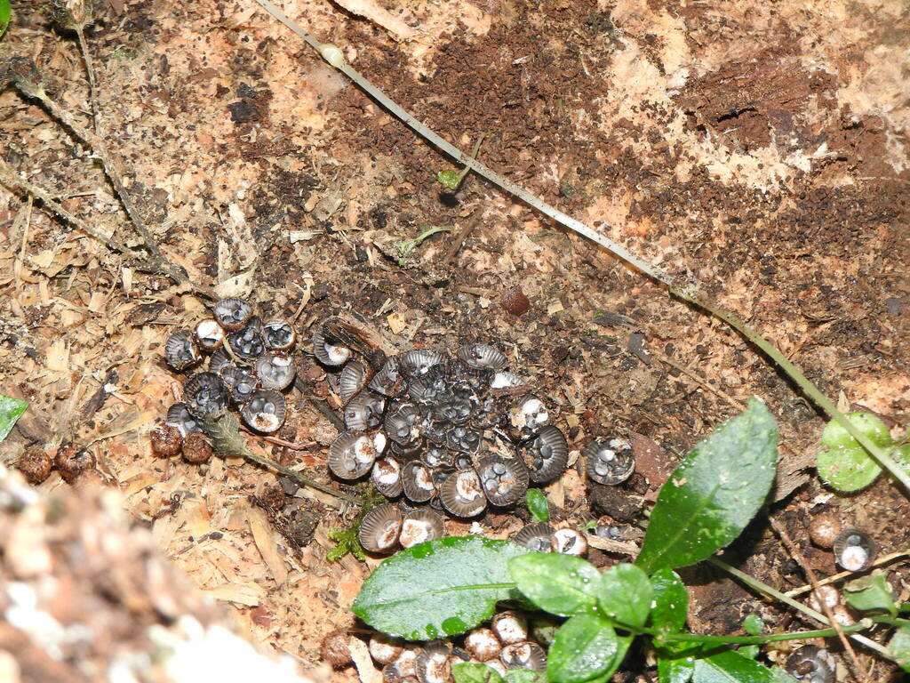 Cyathus stercoreus · April 2023 · photo: © carancho (iNaturalist, cc-by)