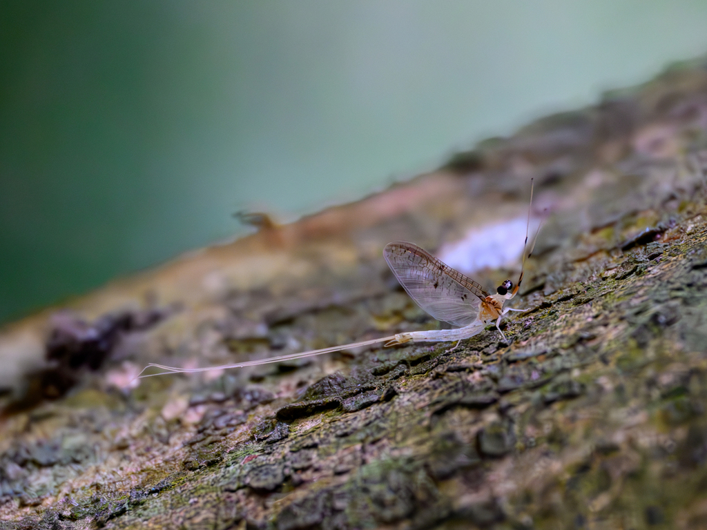 Ephemera spilosa