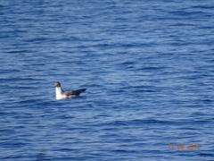 Calonectris