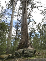 Eucalyptus diversicolor