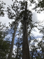 Eucalyptus diversicolor