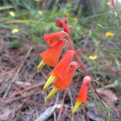 Castilleja tenuifolia