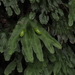 Symphyogyna hymenophyllum - Photo 由 Emily Roberts 所上傳的 (c) Emily Roberts，保留部份權利CC BY