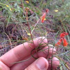Castilleja tenuifolia