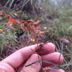 Castilleja tenuifolia