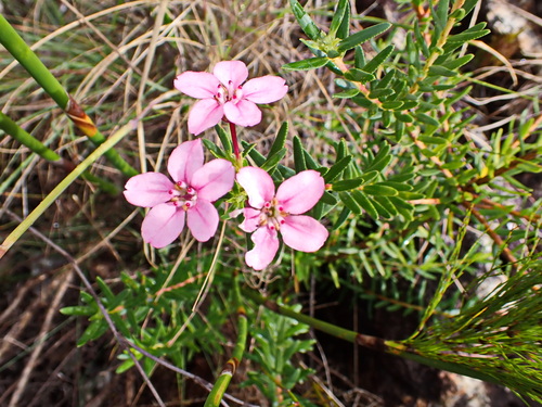 Image of Smelly Chinaflower (Adenandra fragrans) by no rights reserved