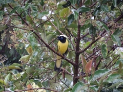 Cyanocorax yncas galeatus