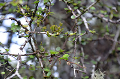 Pittosporum obcordatum
