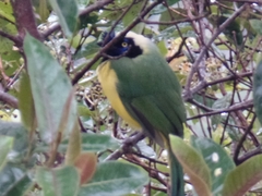 Cyanocorax yncas galeatus