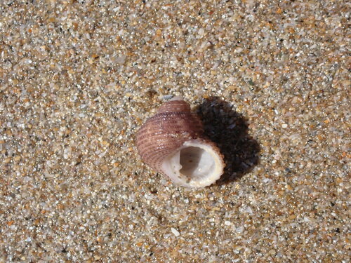 Euchelus atratus