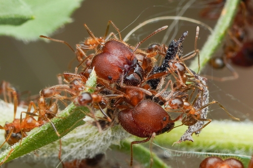 Blunt-spined Big-headed Ant photo 2
