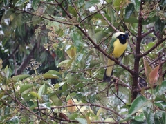 Cyanocorax yncas galeatus