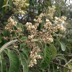 Buddleja parviflora