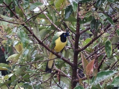 Cyanocorax yncas galeatus