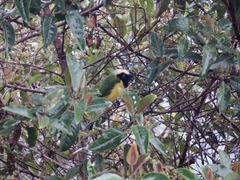 Cyanocorax yncas galeatus