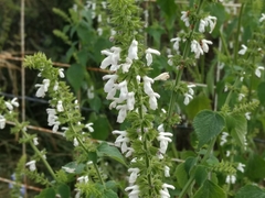 Salvia longispicata