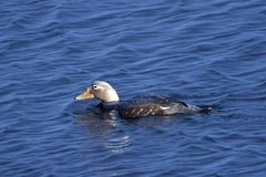 Tachyeres patachonicus