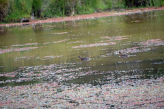 Poliocephalus rufopectus