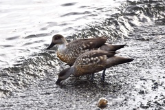 Lophonetta specularioides