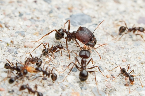 Pheidole rhea