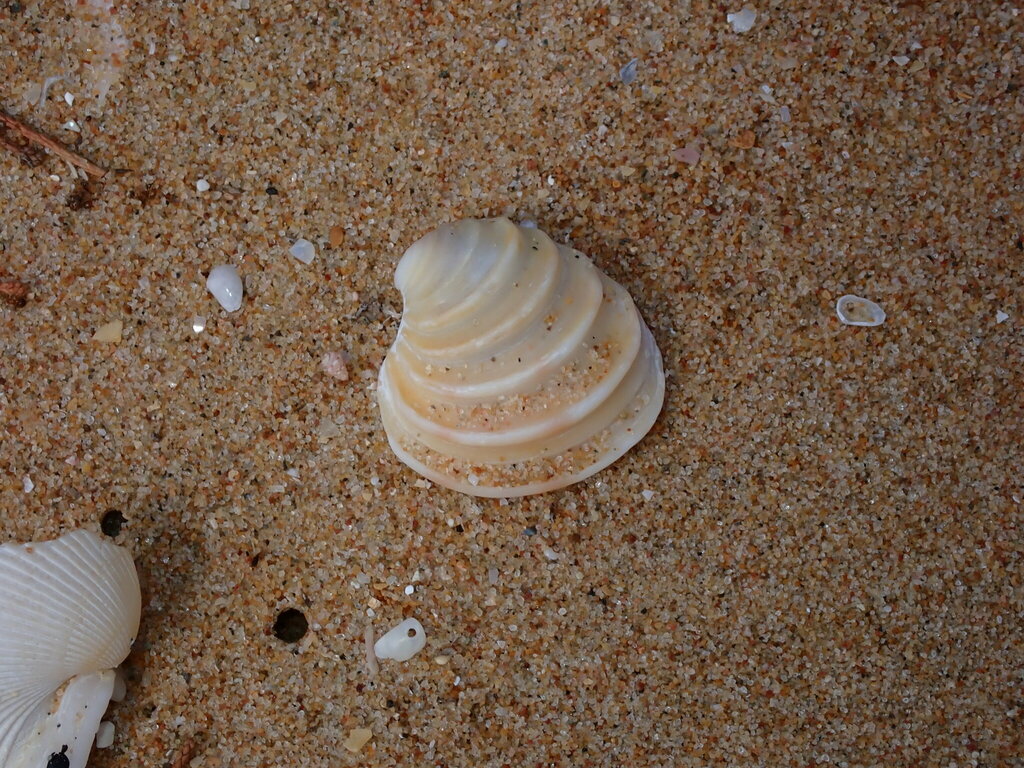 Placamen foliaceum