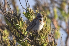 Zonotrichia capensis