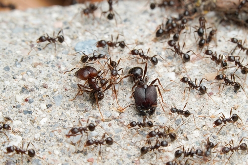 Pheidole rhea photo 5