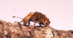 Toxonotus championi