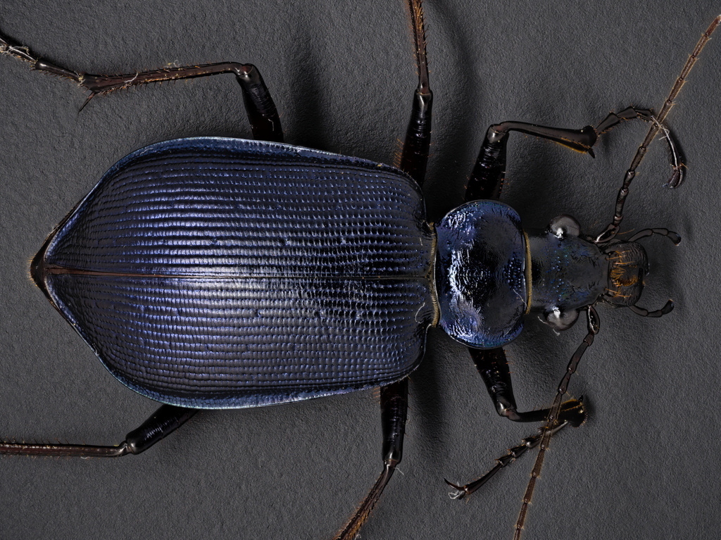 Carabinae