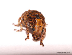 Toxonotus championi