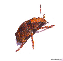 Toxonotus championi