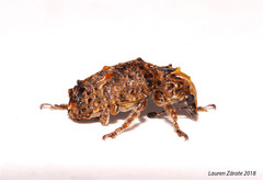 Toxonotus championi