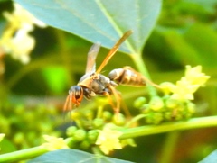 Polistes pacificus
