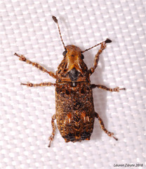 Toxonotus championi