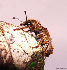 Toxonotus championi
