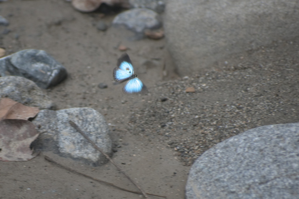 Shining Cerulean