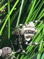 Pagurus hirsutiusculus