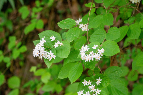 Deutzia scabra