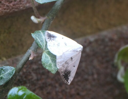 Clouded Silver photo 4