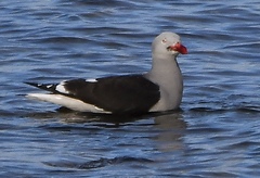 Leucophaeus scoresbii