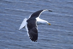 Larus dominicanus