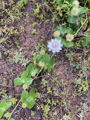 Passiflora vesicaria image