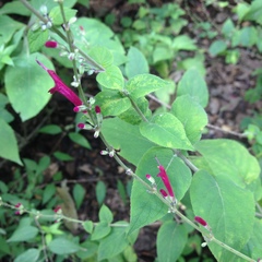 Salvia iodantha