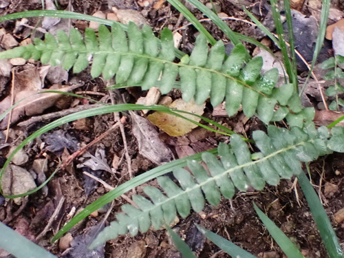 Image of Blechnum australe by no rights reserved
