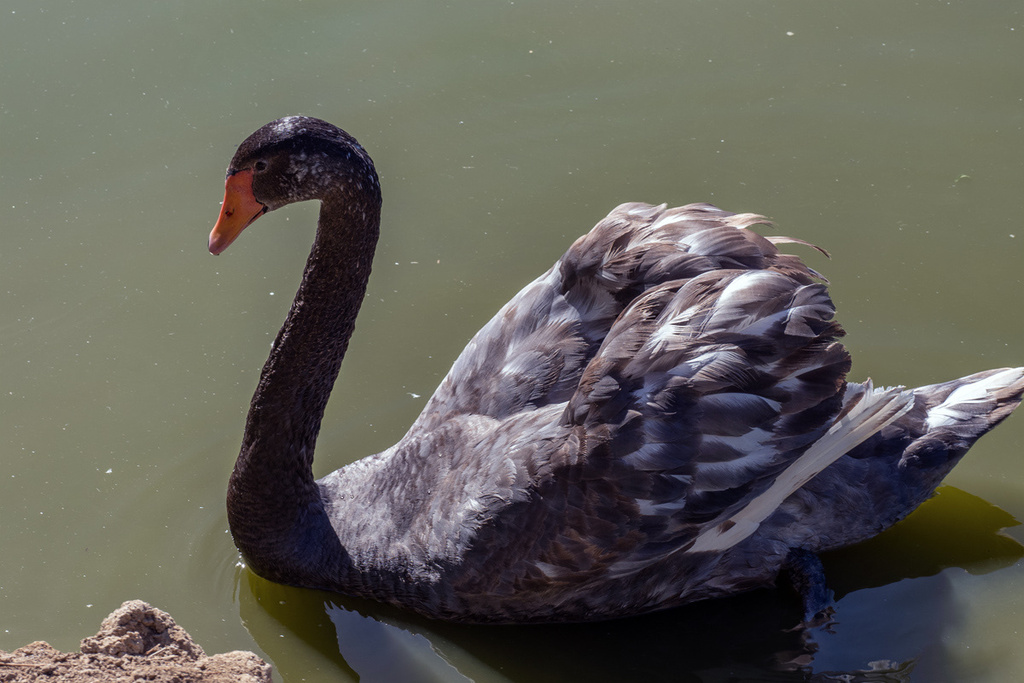 Black × Mute Swan (Hybrid Cygnus atratus × olor) · iNaturalist