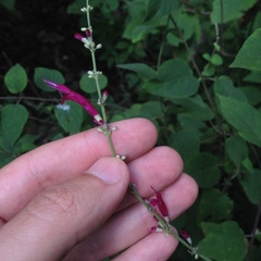 Salvia iodantha