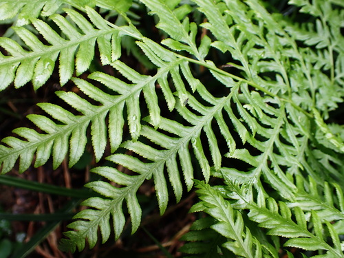Pteris dentata, photograph 3