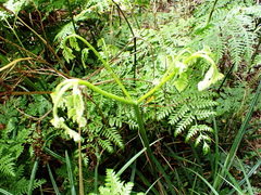 Di Turner, CC0, iNaturalist via GBIF Pteris dentata, photograph Di Turner, CC0, iNaturalist via GBIF