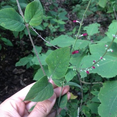 Salvia iodantha