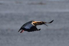 Theristicus melanopis